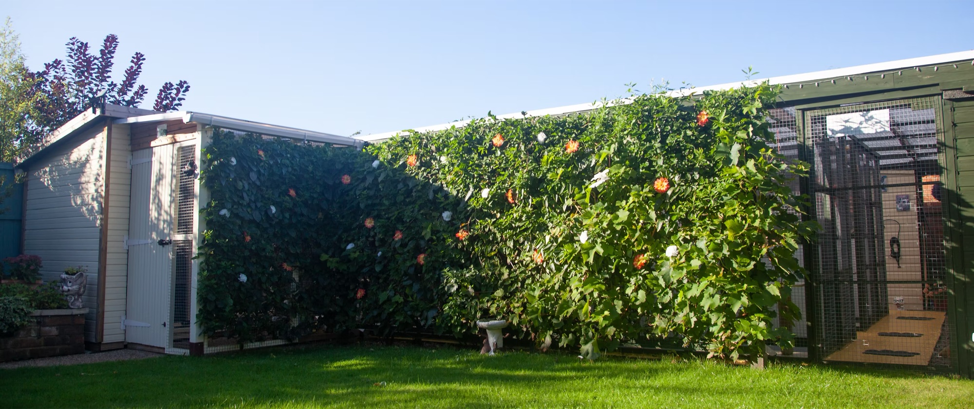 The cattery kennels in the garden, covered in climbing plants and flowers