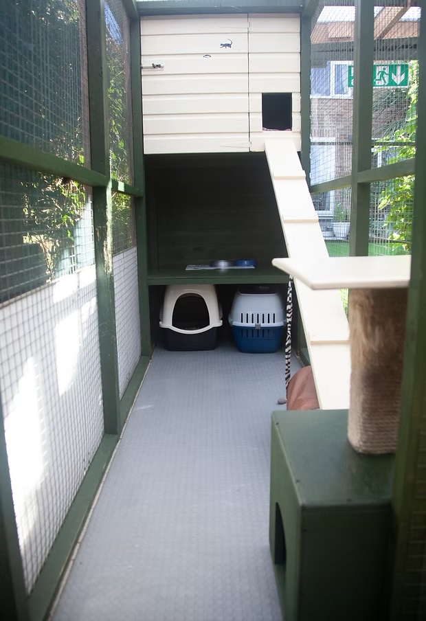 Inside a kennel with a raised sleeping house, ramp, shelf and scratching post